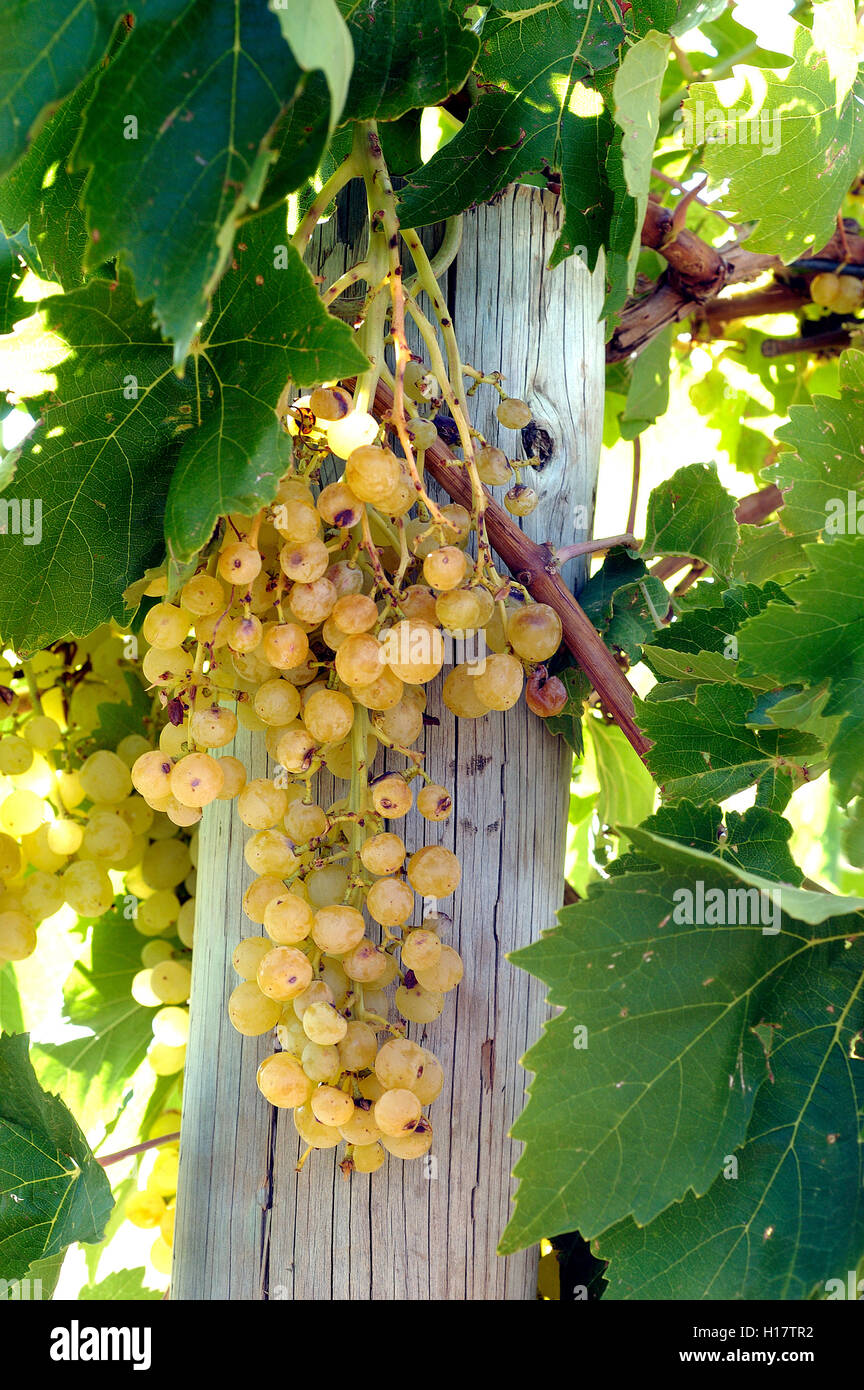 Le uve che mostra i danni da grandine due mesi in precedenza. Foto Stock