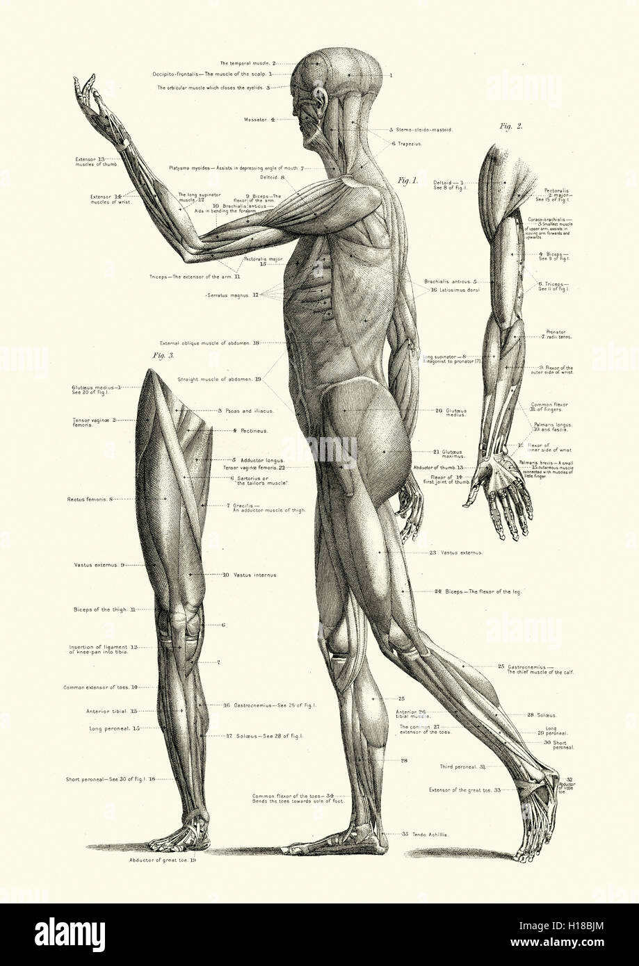 Muscoli del corpo umano Foto Stock