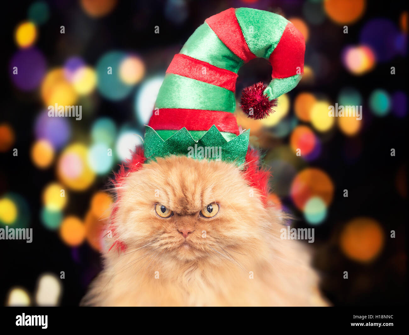 Gatto persiano indossando holiday elf hat Foto Stock