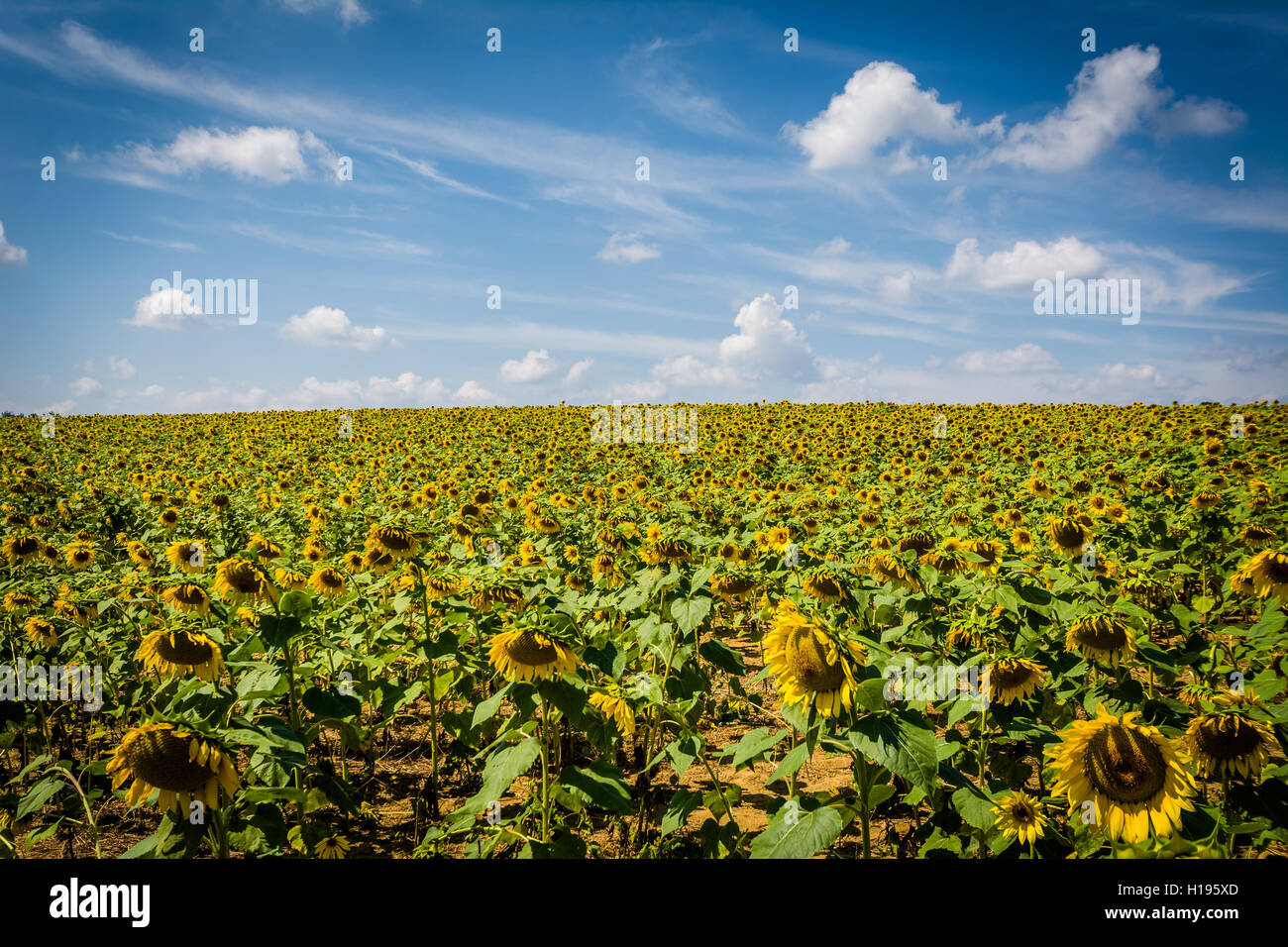 Campo di semi di girasole in Jarrettsville, Maryland. Foto Stock