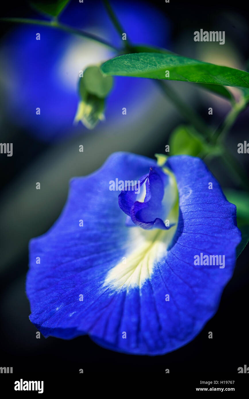 Dettaglio dei prodotti commestibili fiore tropicale clitoria ternatea, aka pigeonwings asiatici, bluebellvine, blu pisello, butterfly pea, cordofan pisello a Foto Stock