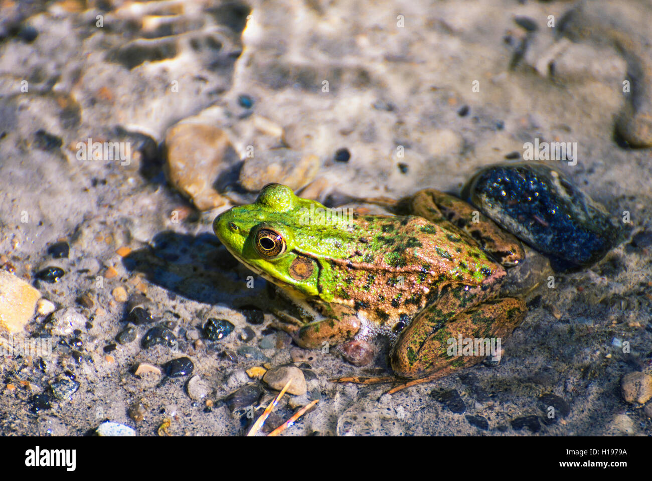 Dettaglio della parte settentrionale di rana verde (lithobates clamitans) in Ontario lake shore Foto Stock