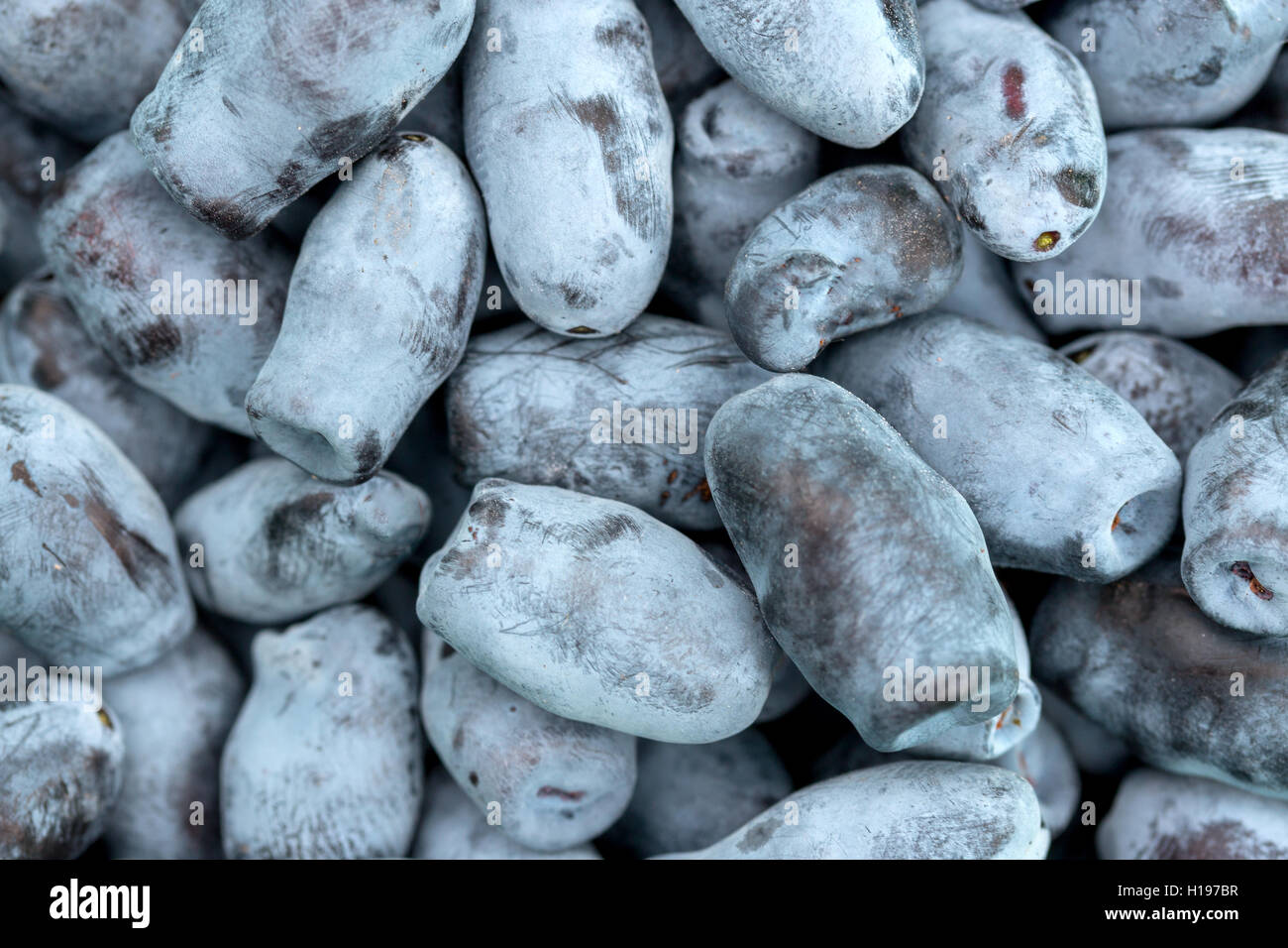 Un sacco di caprifoglio bacche sono mostrati closeup Foto Stock