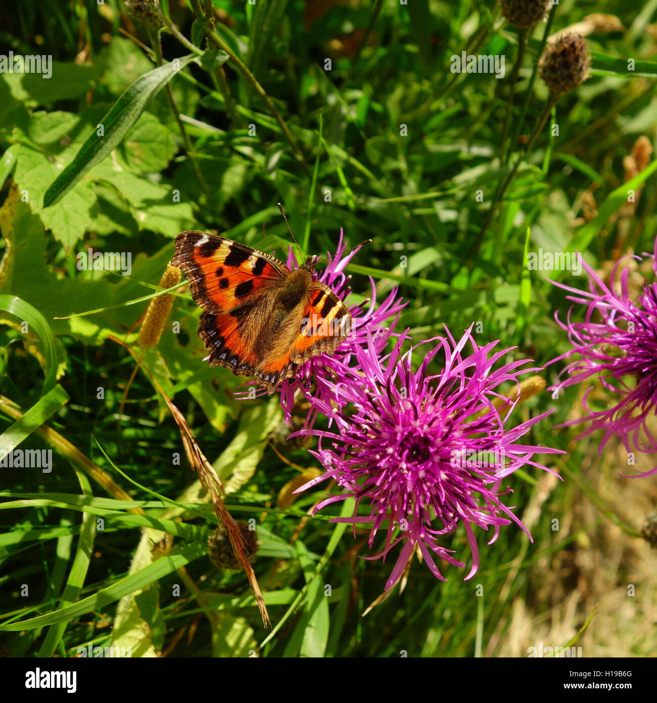 Piccola Tartaruga Butterfly Foto Stock
