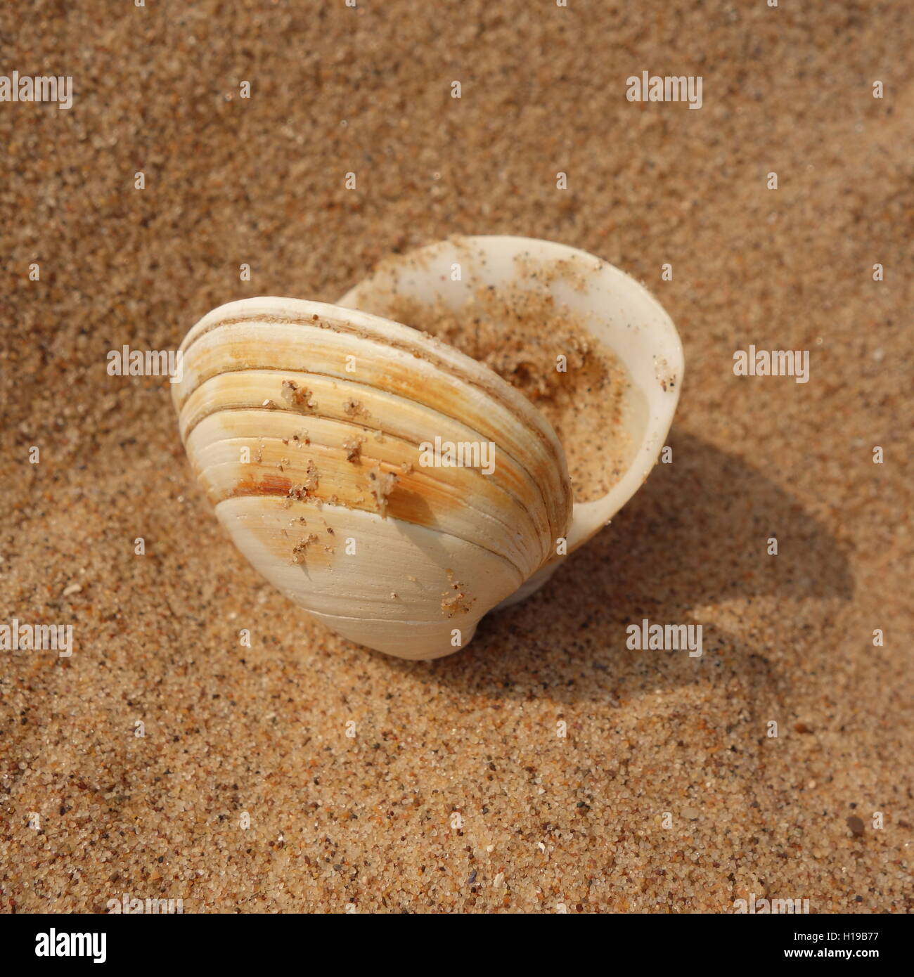 Molluschi Seashell Foto Stock