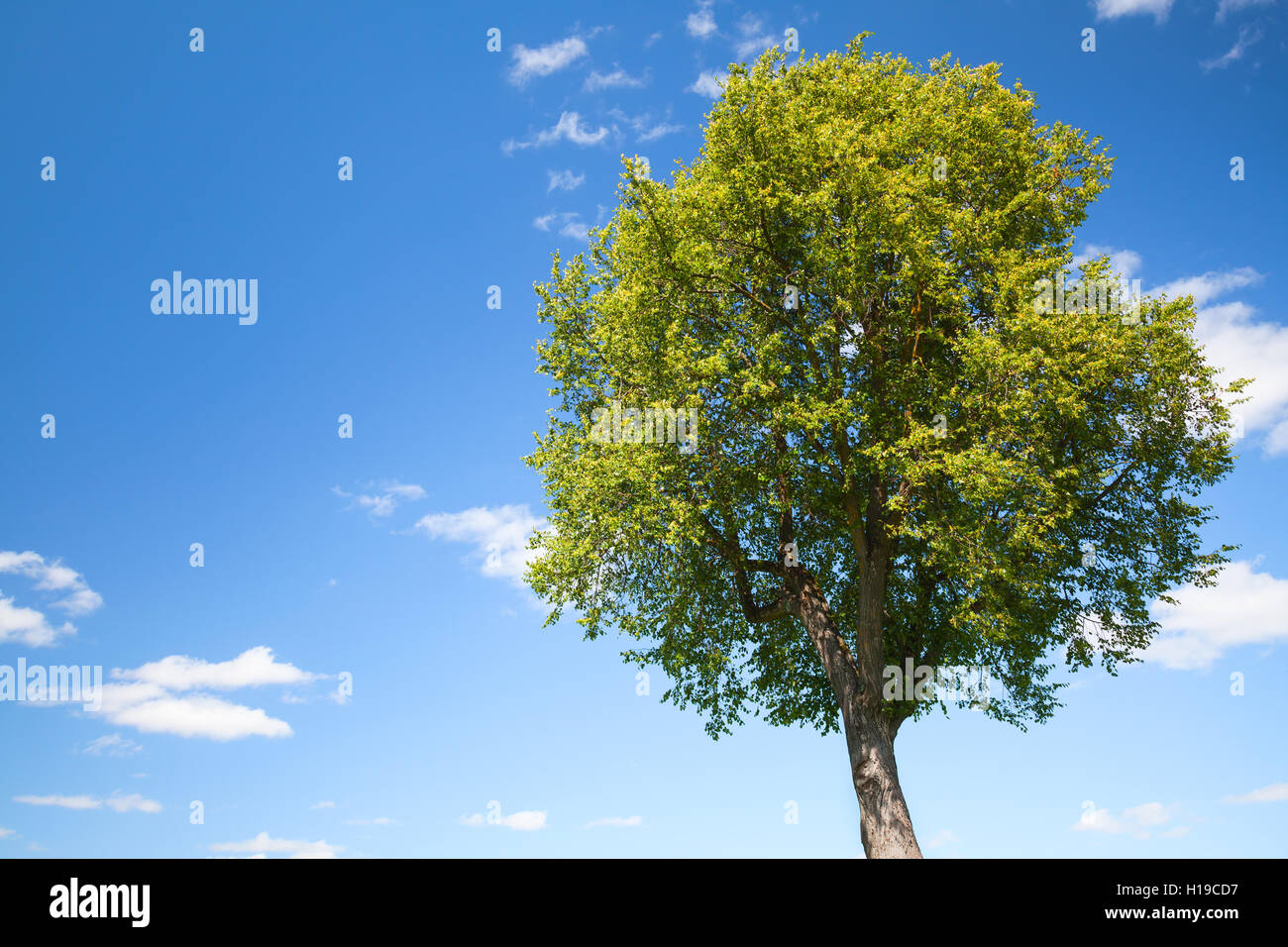 Albero verde con cielo blu e nuvole bianche su uno sfondo Foto Stock