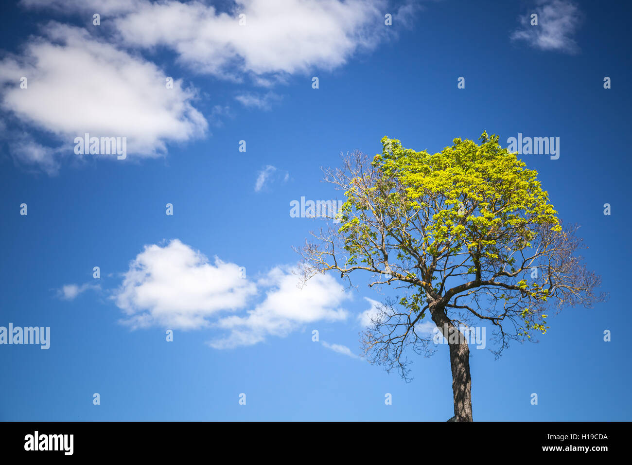 Bright Green Tree con cielo blu e nuvole bianche su uno sfondo Foto Stock