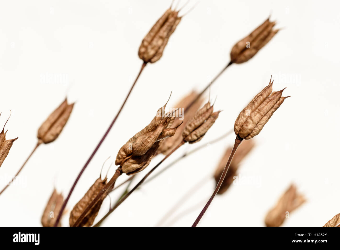 Delphinium baccelli di semi che hanno asciugato insieme contro uno sfondo bianco Foto Stock