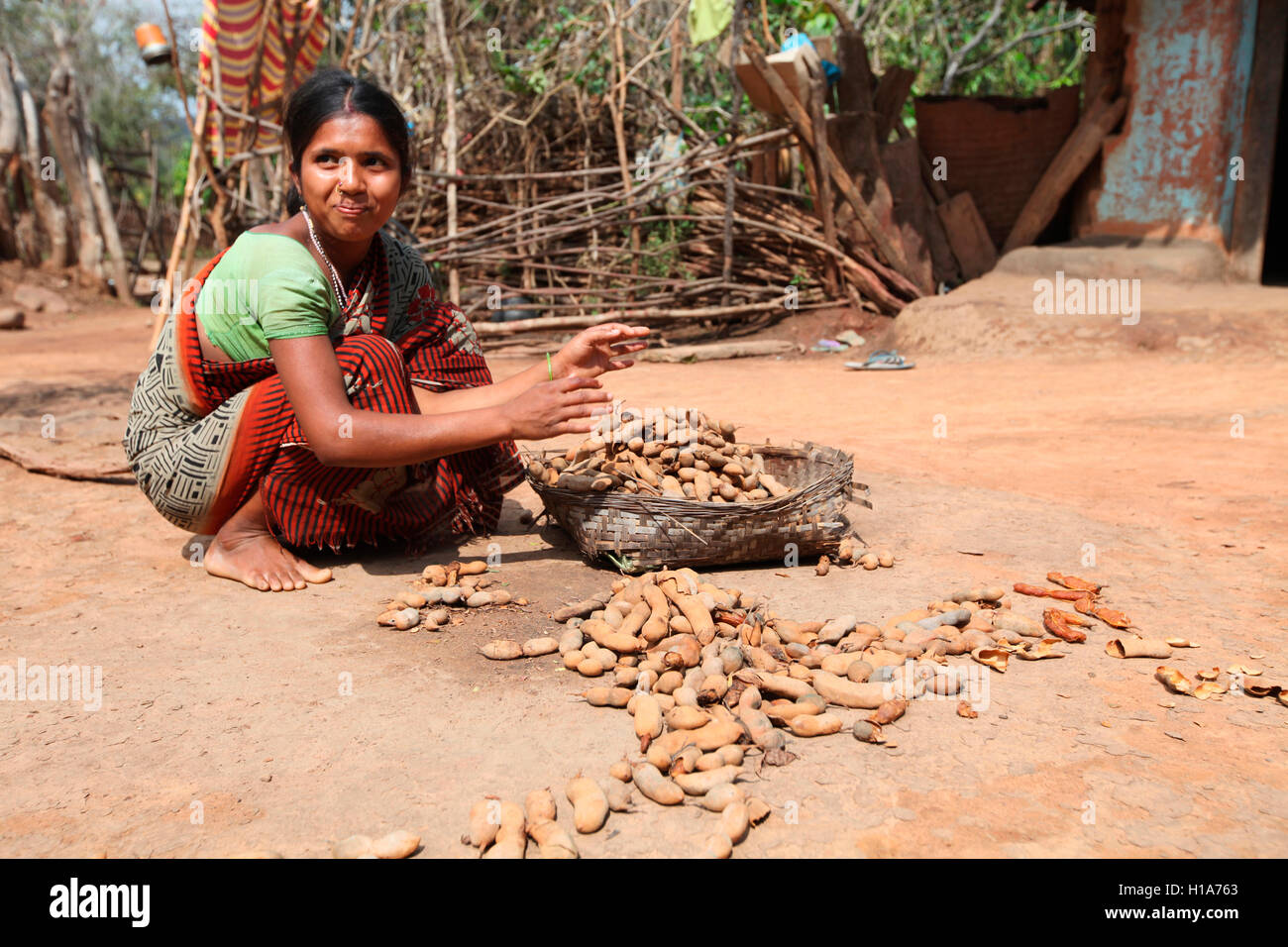 Donna tribale essiccamento Tamarindo, Chattisgarh, India Foto Stock