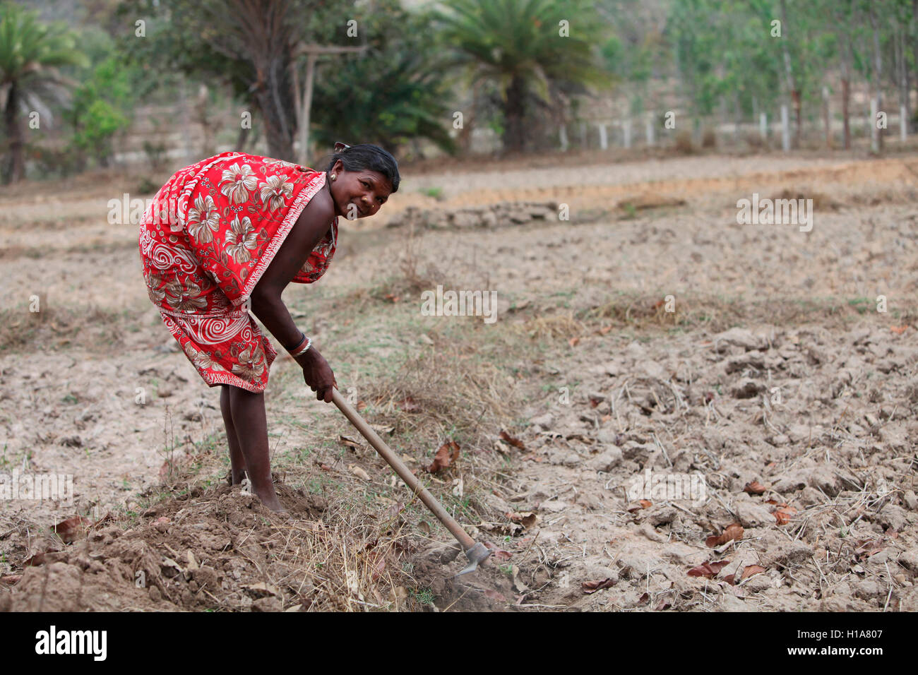 Donna tribale che lavorano in campo, muria tribù, chorangi village, chattisgarh, India Foto Stock
