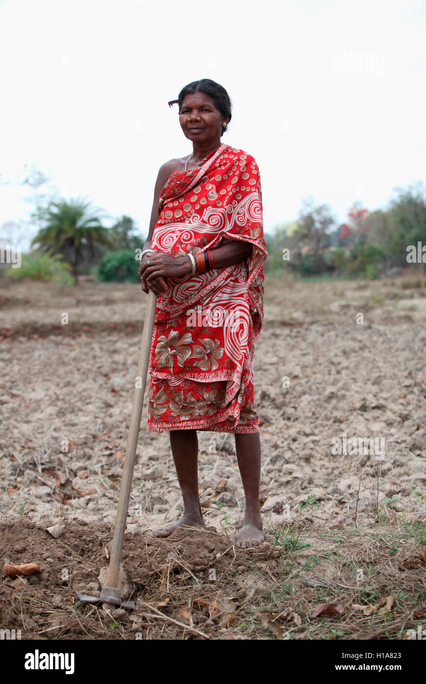 Donna tribale che lavorano in campo, muria tribù, chorangi village, chattisgarh, India Foto Stock