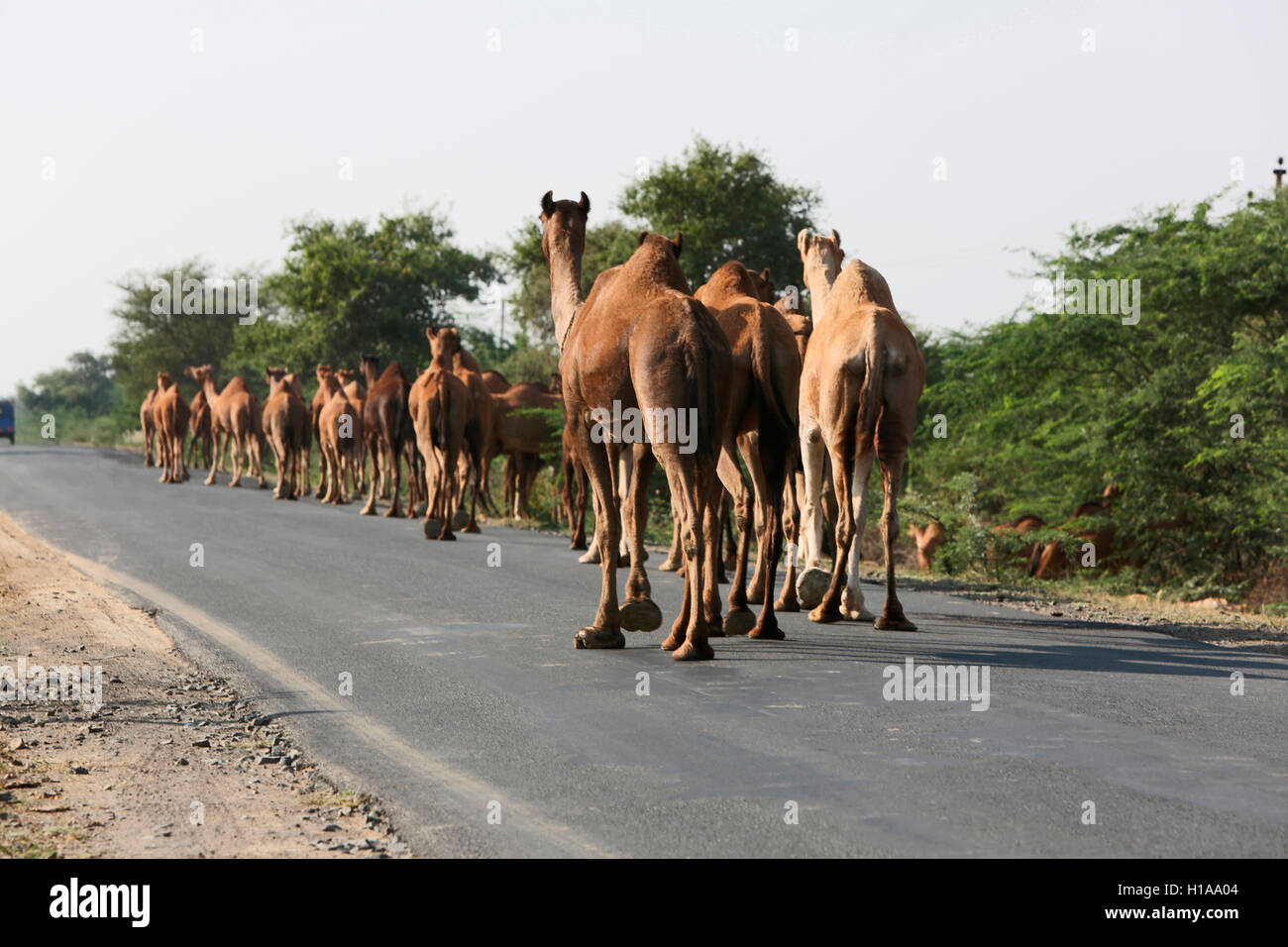 Allevamento di cammelli, Kutch, Gujarat, India Foto Stock