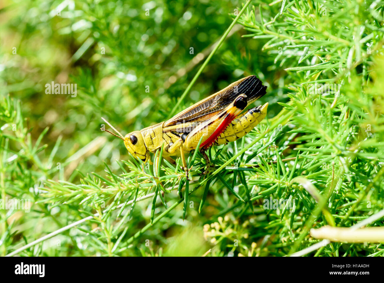 Cavalletta gialla con gambe rosse in erbe verdi, Alpi, Francia, osservazione della fauna selvatica Foto Stock