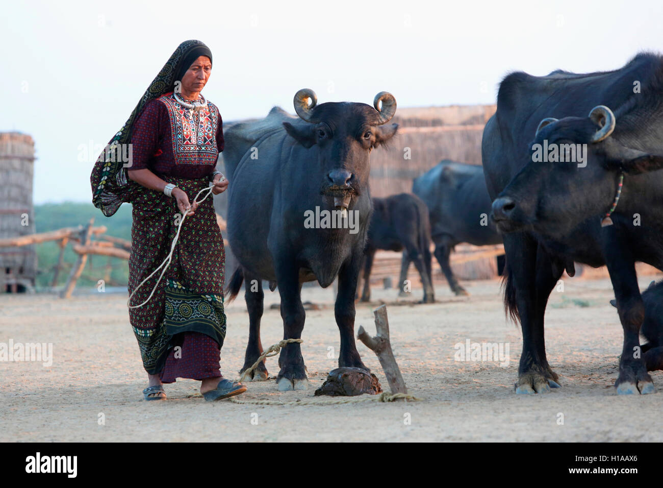 Cattles, medi villaggio, kutch, Gujarat, India Foto Stock