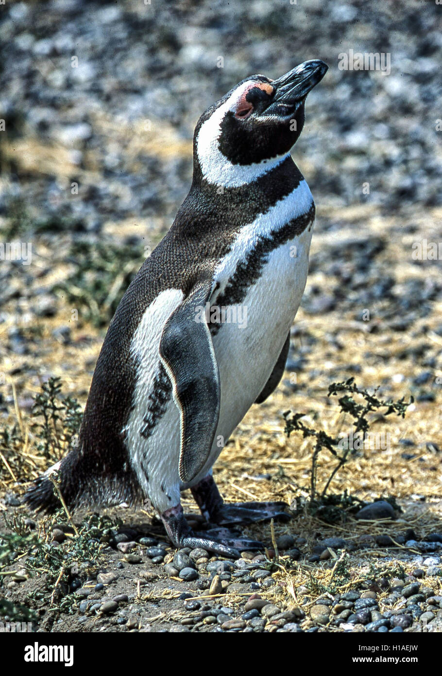 Chubut, Argentina. 4 febbraio, 2003. Un Magellanic penguin (Spheniscus magellanicus) a Punta Tombo riserva nazionale. In Argentina del Central Coast, a sud di Trelew Chubut in provincia, è noto per la sua vasta colonia di pinguini di nesting e è una popolare attrazione turistica. Il suo progetto scientifico protegge l'ecosistema e la ricerca sulle specie di Magellanic. © Arnold Drapkin/ZUMA filo/Alamy Live News Foto Stock