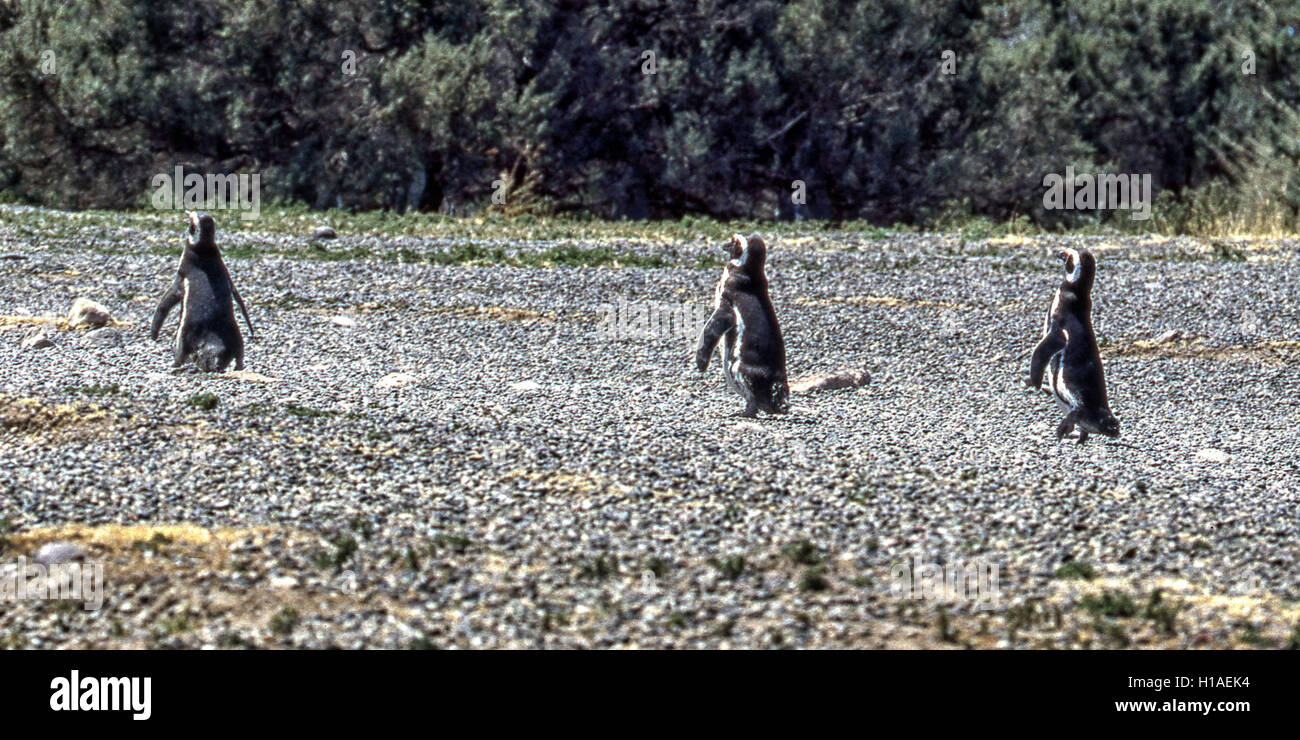 Chubut, Argentina. 4 febbraio, 2003. Un quartetto di i pinguini di Magellano (Spheniscus magellanicus) inserire l'Oceano Atlantico a Punta Tombo riserva nazionale. In Argentina del Central Coast, a sud di Trelew Chubut in provincia, è noto per la sua vasta colonia di pinguini di nesting e è una popolare attrazione turistica. Il suo progetto scientifico protegge l'ecosistema e la ricerca sulle specie di Magellanic. © Arnold Drapkin/ZUMA filo/Alamy Live News Foto Stock