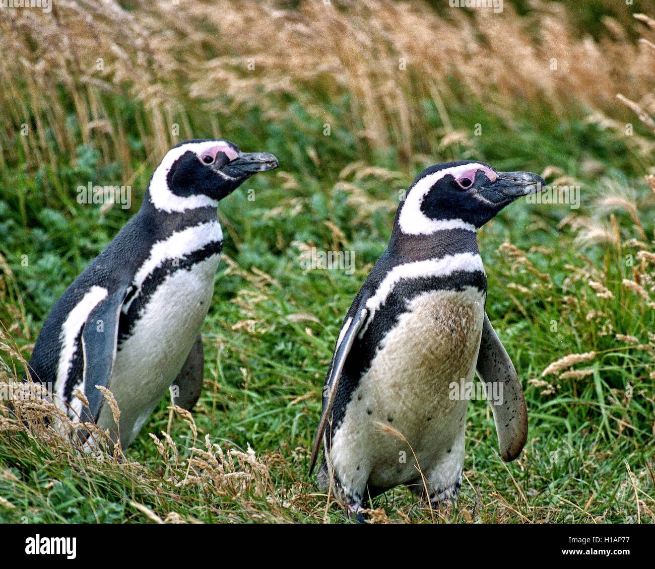 Regione di Magallanes, Cile. Il 22 febbraio, 2003. Una coppia di i pinguini di Magellano (Spheniscus magellanicus) all'Otway Sound riserva dei pinguini in Cile, 40 miglia (65km) da Punta Arenas. Una popolare attrazione turistica, i pinguini vi ritorna ogni anno per la stagione degli amori. Essi sono stati nominati dopo l'esploratore portoghese Ferdinando Magellano, che hanno individuato gli uccelli nel 1520. © Arnold Drapkin/ZUMA filo/Alamy Live News Foto Stock