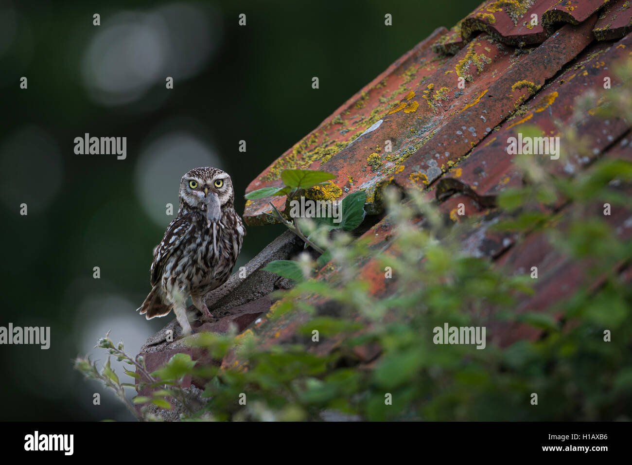 Piccolo gufo con pigmeo di Megera preda Foto Stock