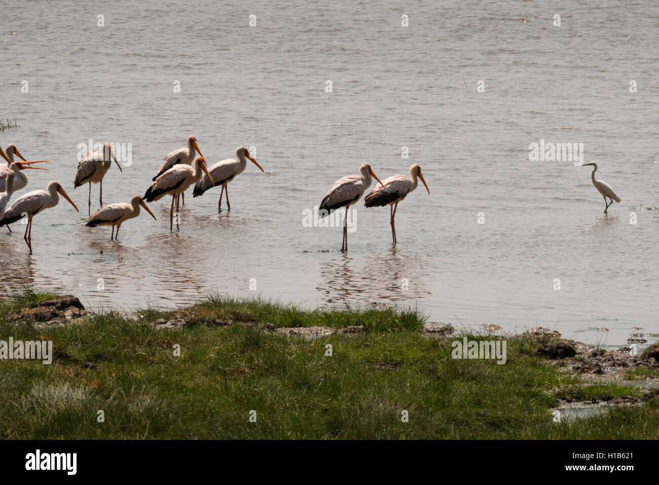 Giallo-fatturati stork (Mycteria ibis) rivolto verso un comune garzetta (Ardea alba) Foto Stock