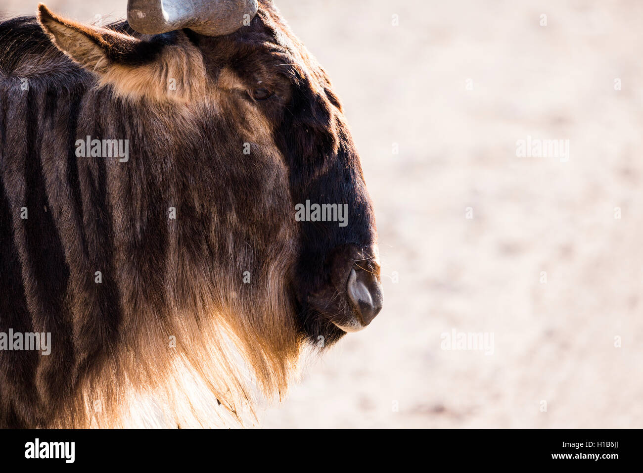 Close-up di un blu GNU (Connochaetes taurinus albojubatus) nel sole del pomeriggio Foto Stock