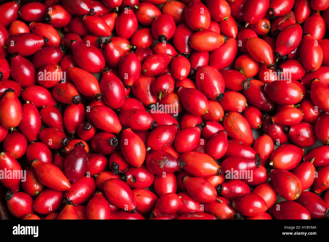 Primo piano di bacche di rosa canina pronto per essere asciugato su un vassoio da forno Foto Stock