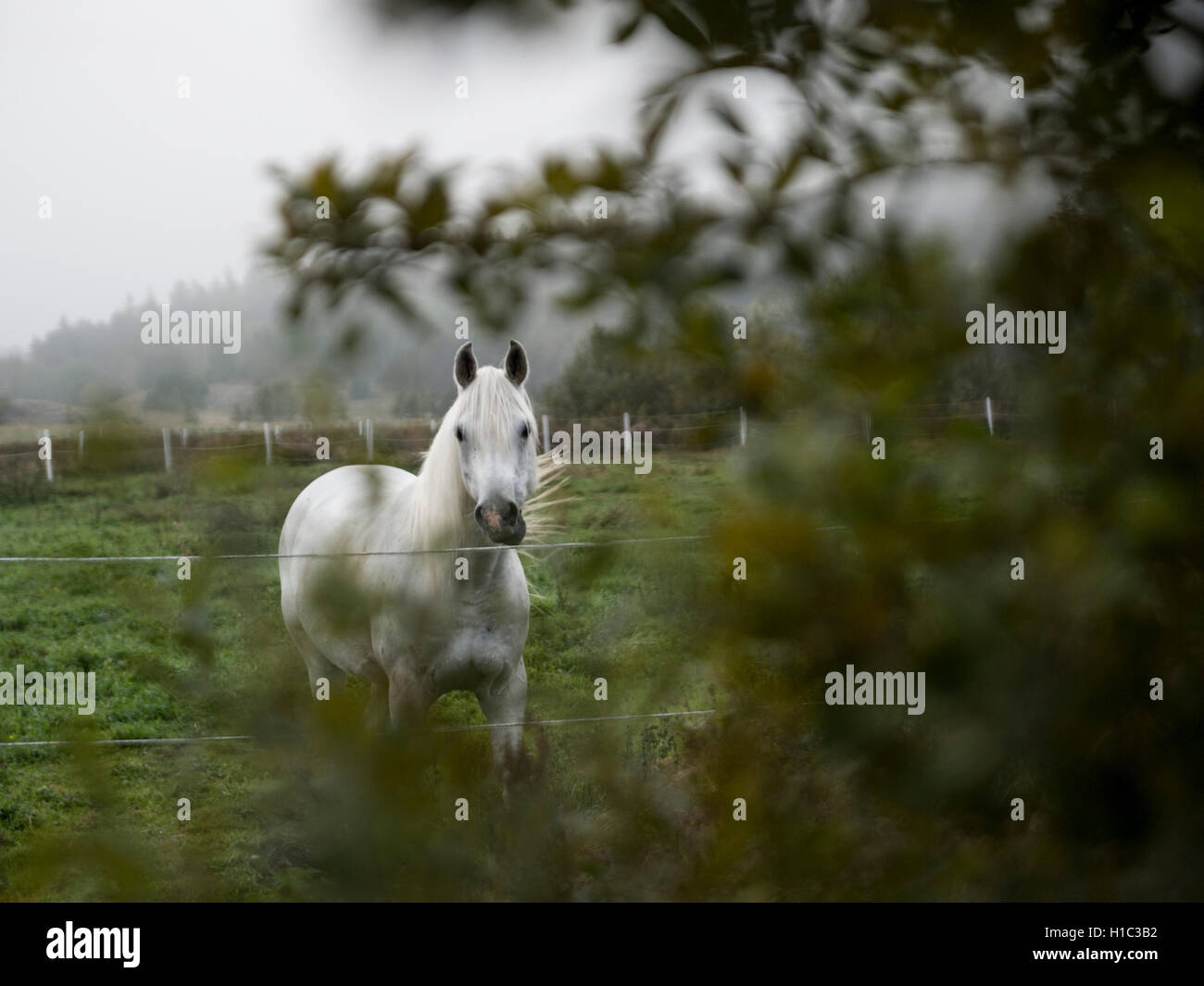 Un cavallo bianco in piedi in un campo con un albero in primo piano Foto Stock
