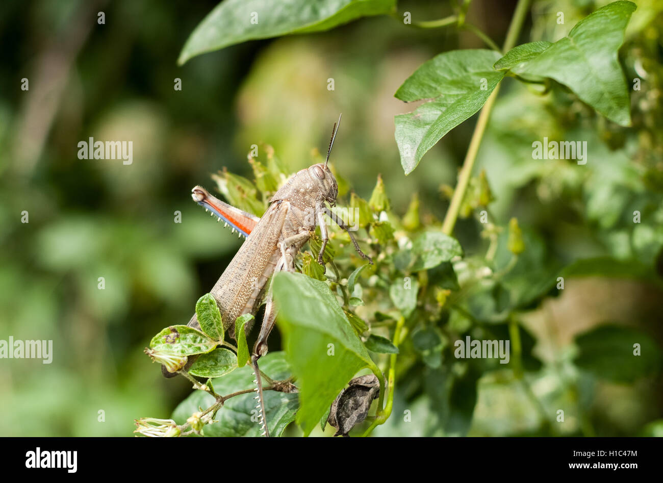 Primo piano di una locusta seduto su un ramo verde Foto Stock