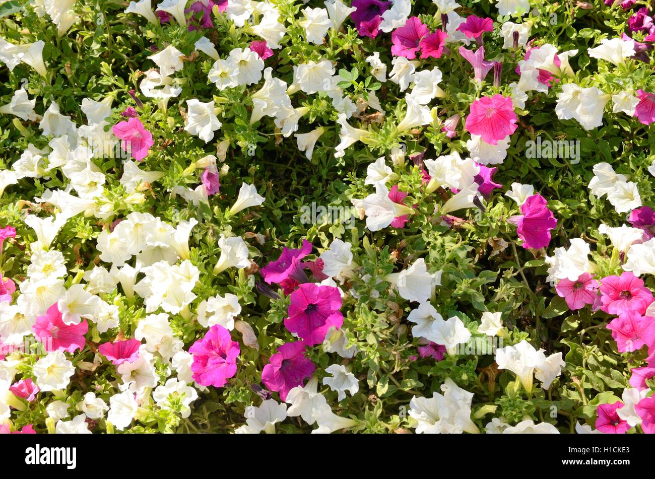 Sfondo di colore rosa e bianco centinodia fiori in Pontevedra, Galizia, Spagna Foto Stock
