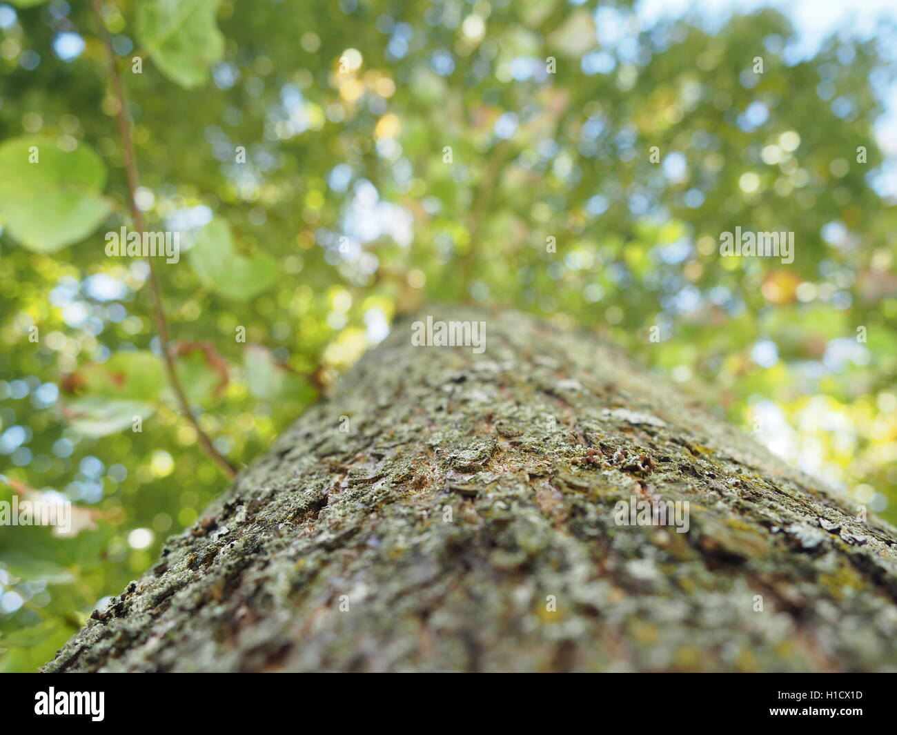 Una prospettiva di formiche di un albero in una giornata di sole Foto Stock