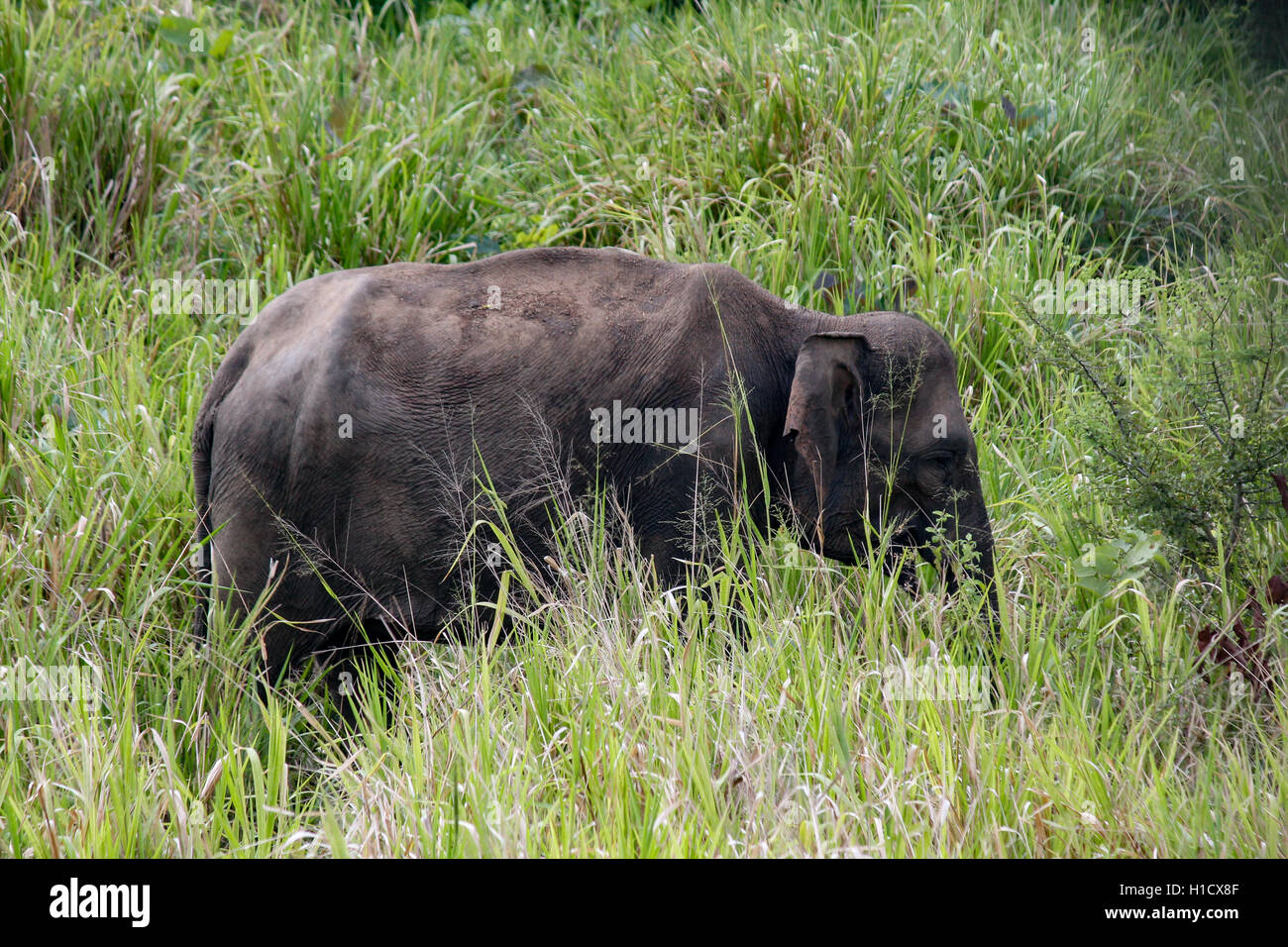 Il governo dello Sri Lanka di sottospecie di elefante asiatico (Elephas maximus maximus) Foto Stock