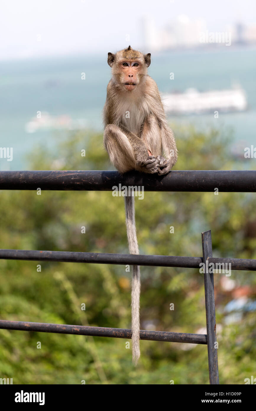 Wild monkey seduto sulla ringhiera sullo sfondo del Golfo di Thailandia e navi. Foto Stock