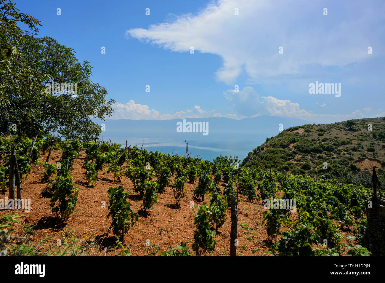 Il lago di Ohrid, Albania Foto Stock