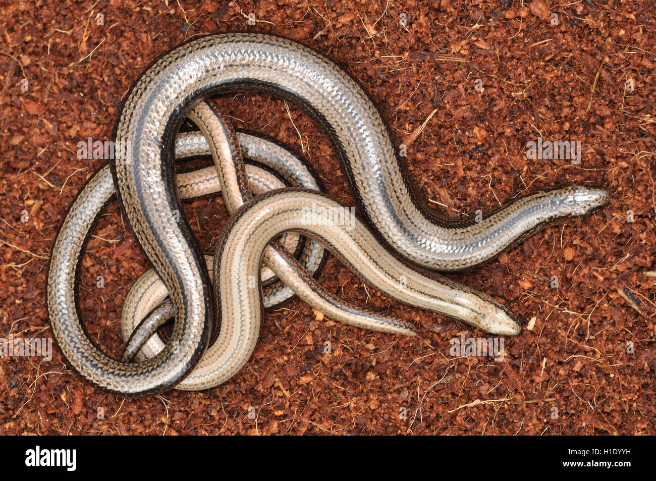 Maschio e femmina worm lenta (Anguis fragilis) Foto Stock