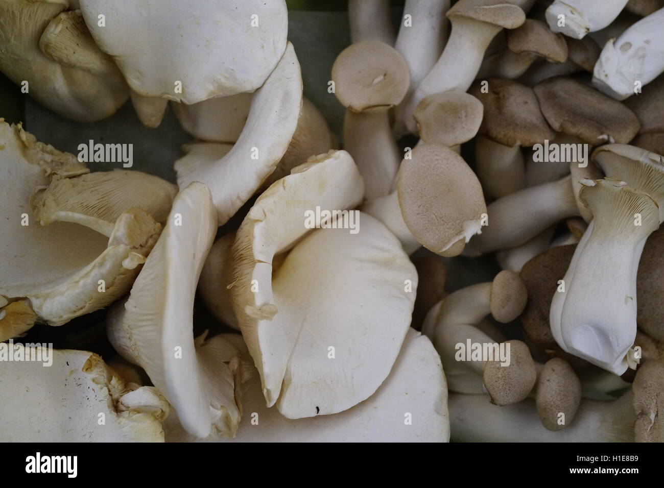 Re di funghi orecchioni in un mercato degli agricoltori nel vertice, New Jersey. I funghi freschi raccolti da un locale forager. Full frame con molti funghi. Foto Stock