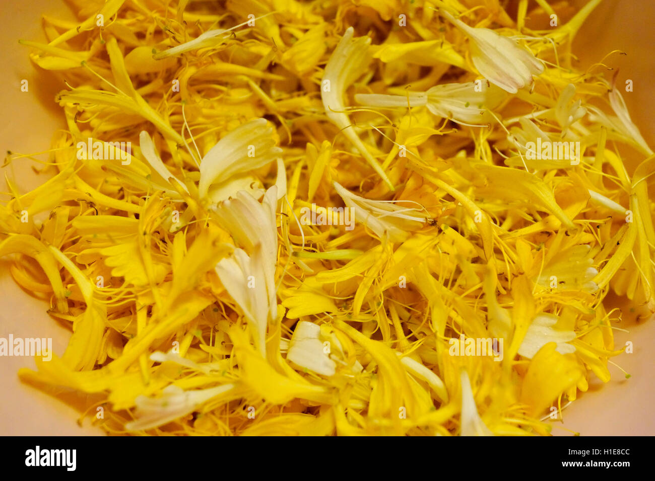 Caprifoglio prende il suo nome perché commestibile nettare dolce può essere aspirato dai fiori, questi sono stati foraged per la fabbricazione di gelato Foto Stock