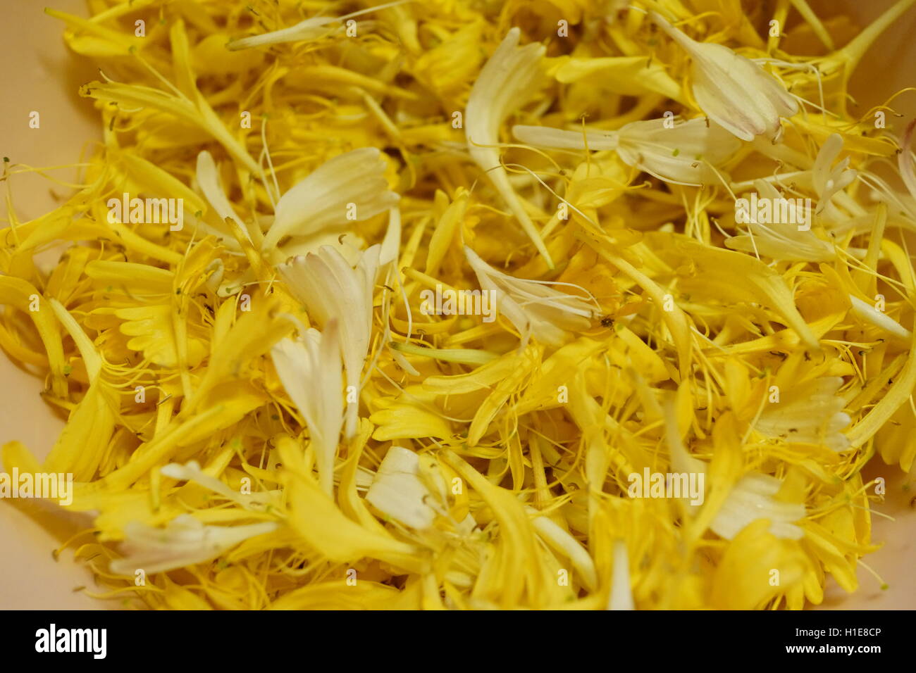 Caprifoglio prende il suo nome perché commestibile nettare dolce può essere aspirato dai fiori, questi sono stati foraged per la fabbricazione di gelato Foto Stock