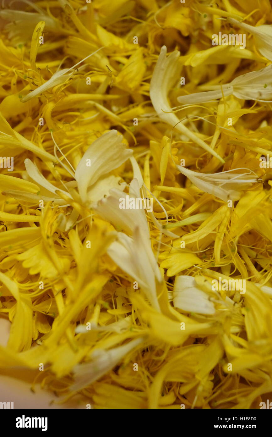 Caprifoglio prende il suo nome perché commestibile nettare dolce può essere aspirato dai fiori, questi sono stati foraged per la fabbricazione di gelato Foto Stock