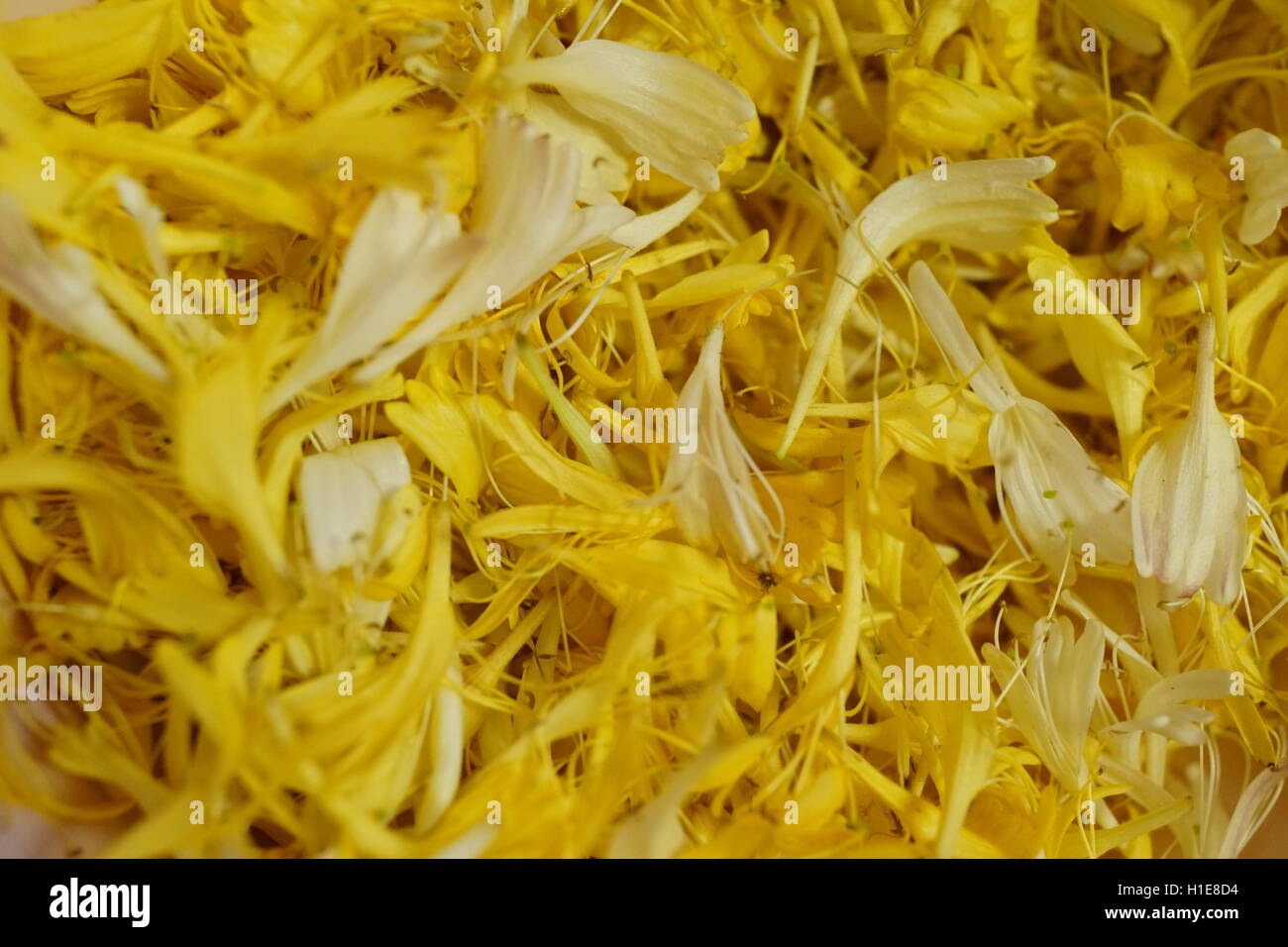 Caprifoglio prende il suo nome perché commestibile nettare dolce può essere aspirato dai fiori, questi sono stati foraged per la fabbricazione di gelato Foto Stock