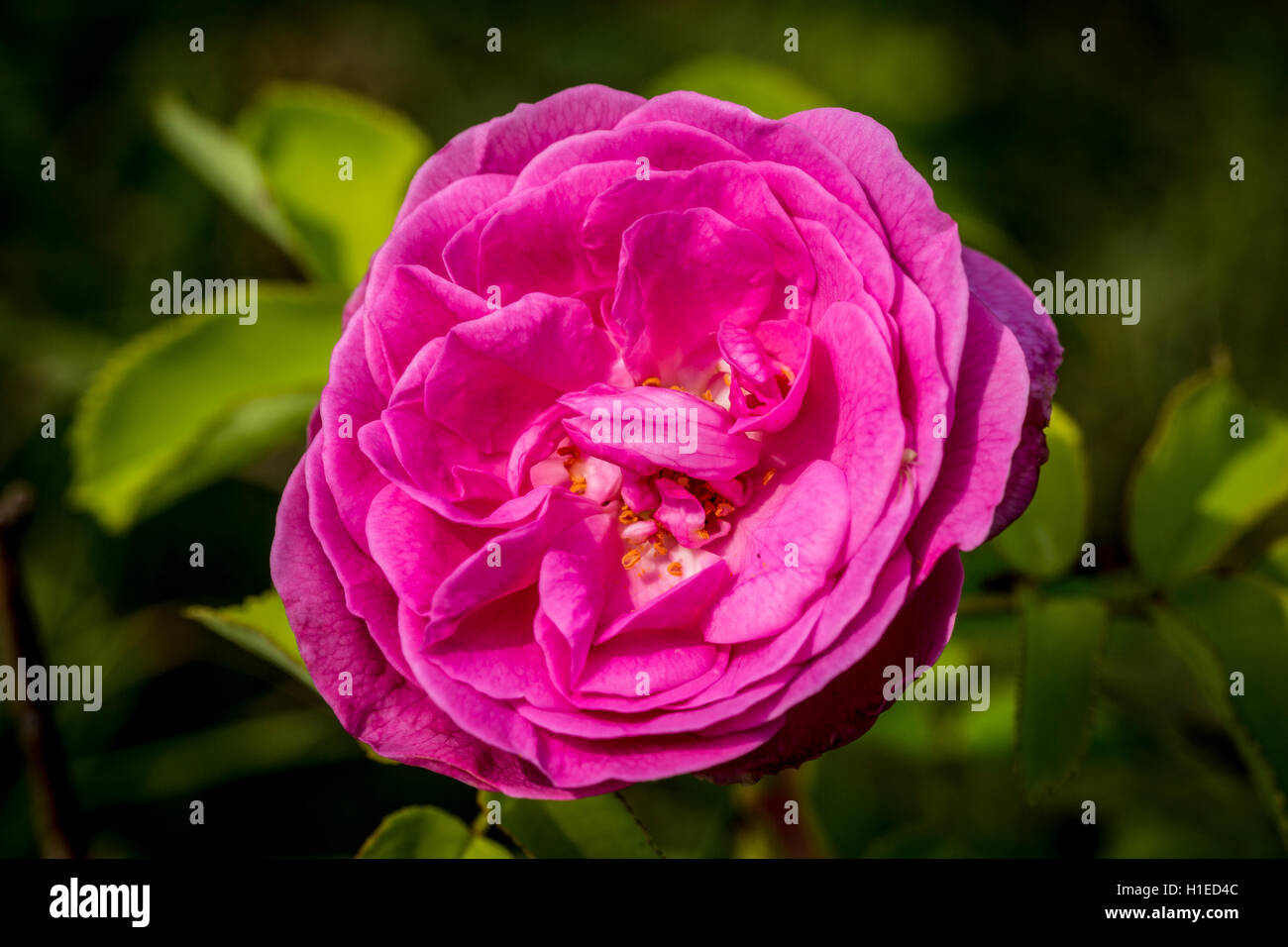 Primo piano di una rosa peonia fiore in un giardino Foto Stock
