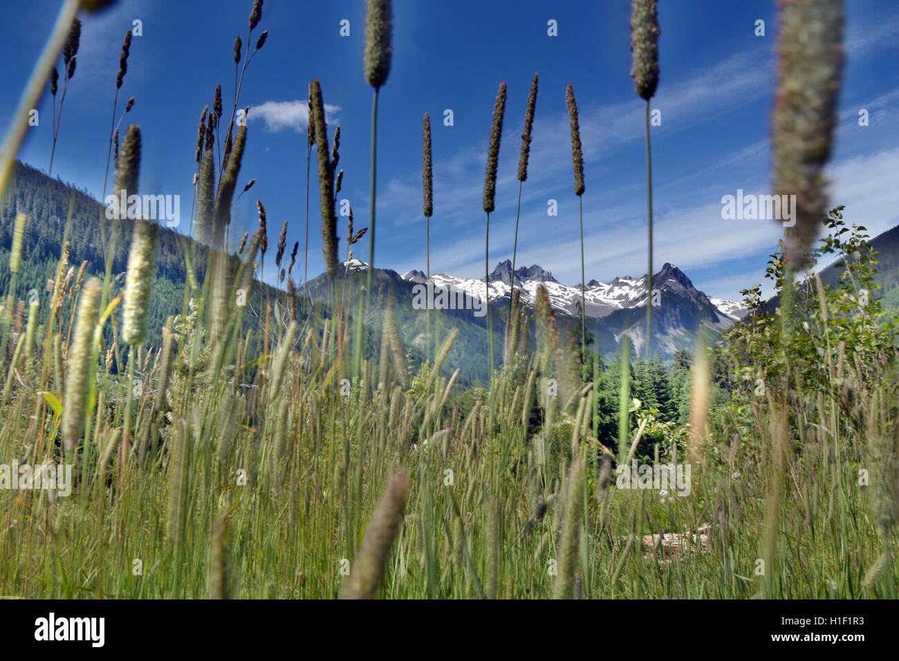 Vasto ed enormi montagne alle spalle di piante in un giorno bellissimo sentiero escursionistico attraverso Brandywine Prato, Whistler, BC, Canada Foto Stock