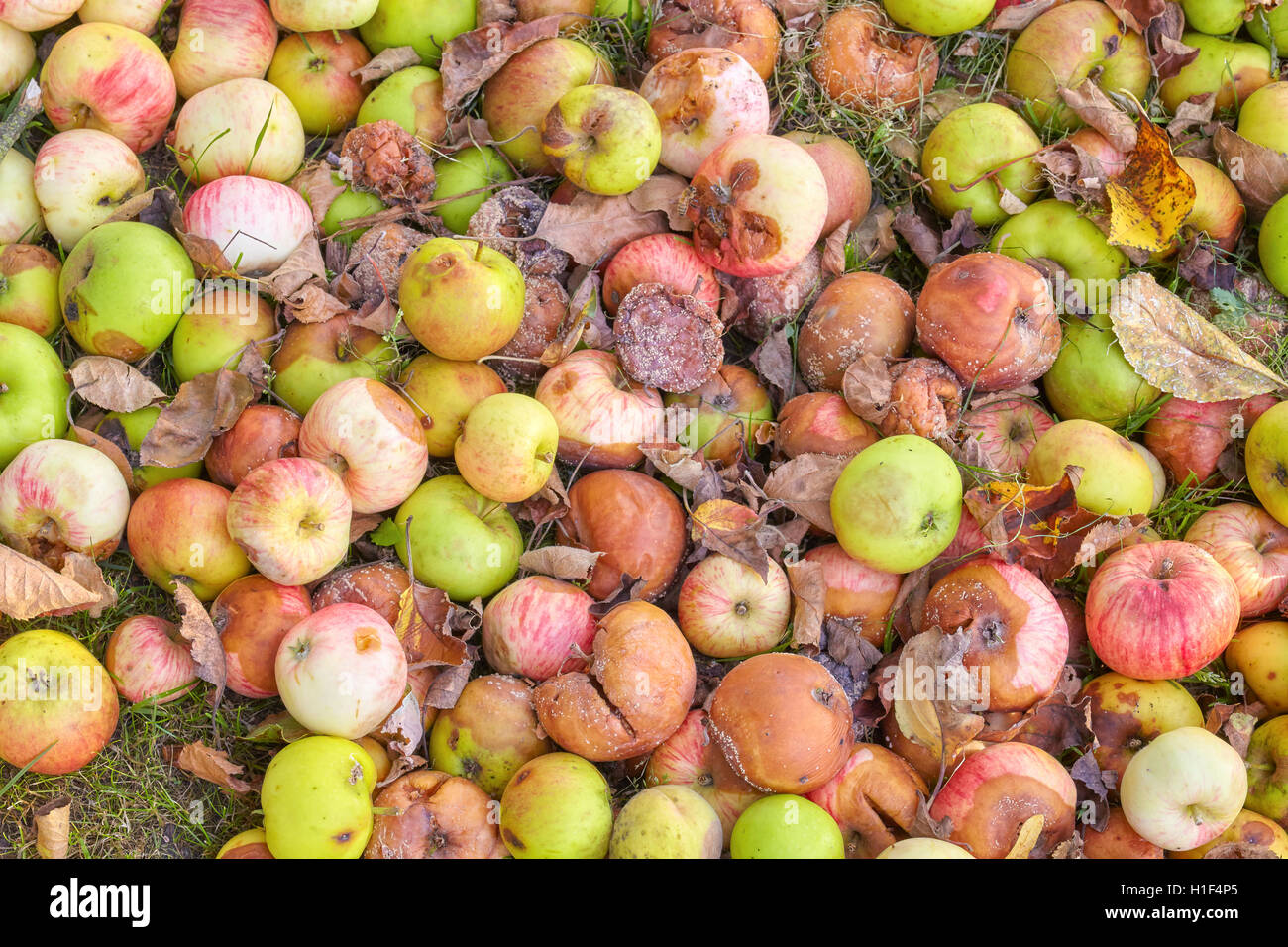 Foto di mele marce in un giardino. Foto Stock
