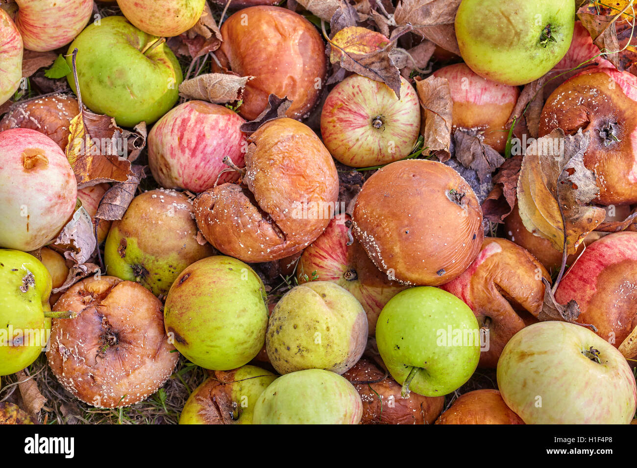 Close up foto di mele marce in un giardino. Foto Stock