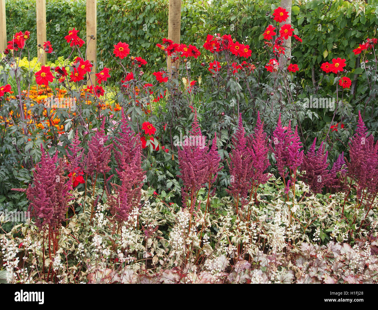 Perenni mista confine a Tatton Park Flower Show 2016, nel Cheshire, Inghilterra, compresi astilbe viola e rosso dalie. Foto Stock