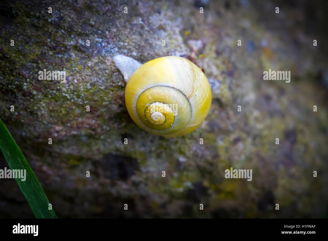 In prossimità di una lumaca giallo su una roccia Foto Stock
