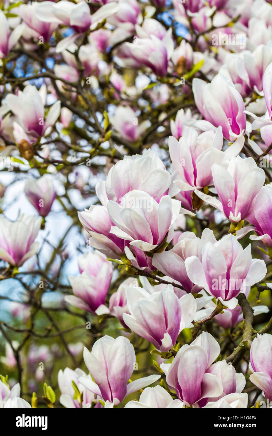 Fioritura della Magnoliacee closeup in primavera Foto Stock