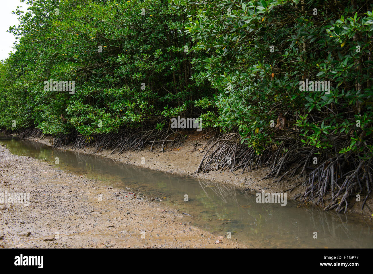 Alberi di mangrovia in corrispondenza di un fiume Foto Stock