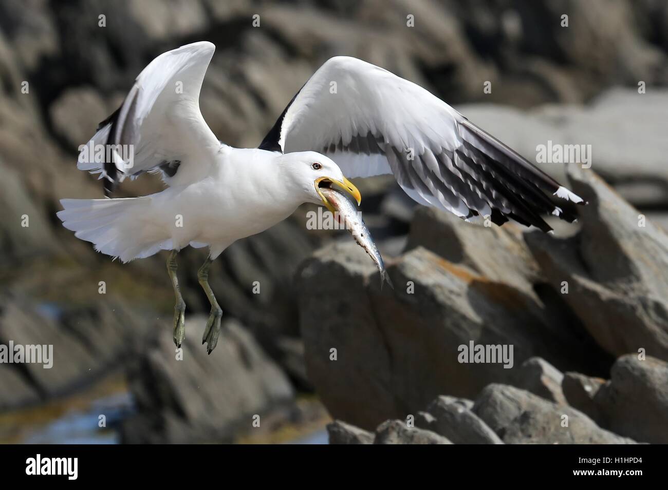 Seagull e pesce Foto Stock