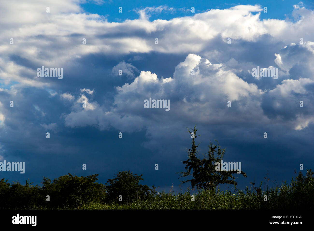 Drammatica sky con alcune piante nella parte anteriore Foto Stock