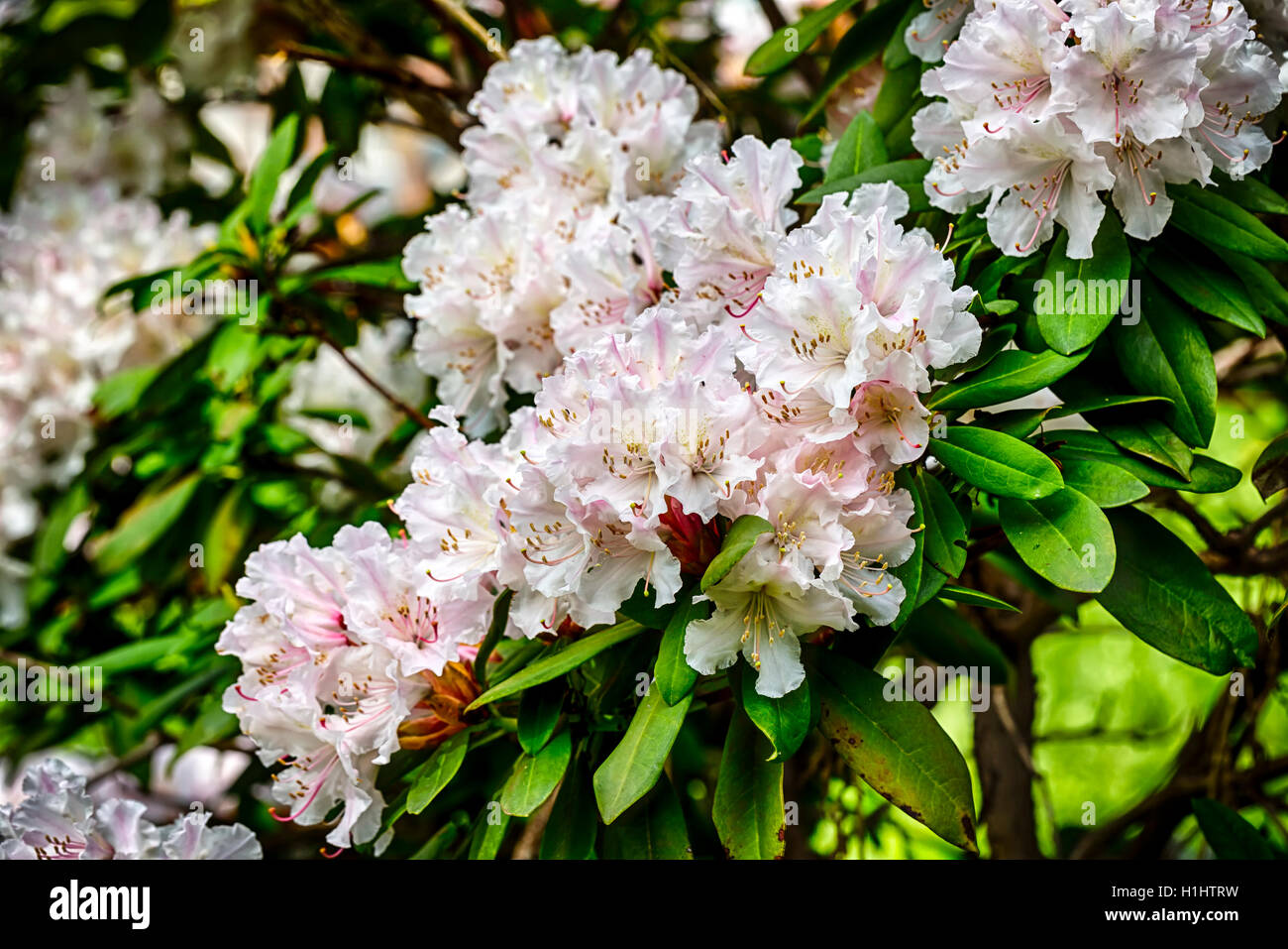 Primo piano di rosa fiori di rododendro in primavera Foto Stock