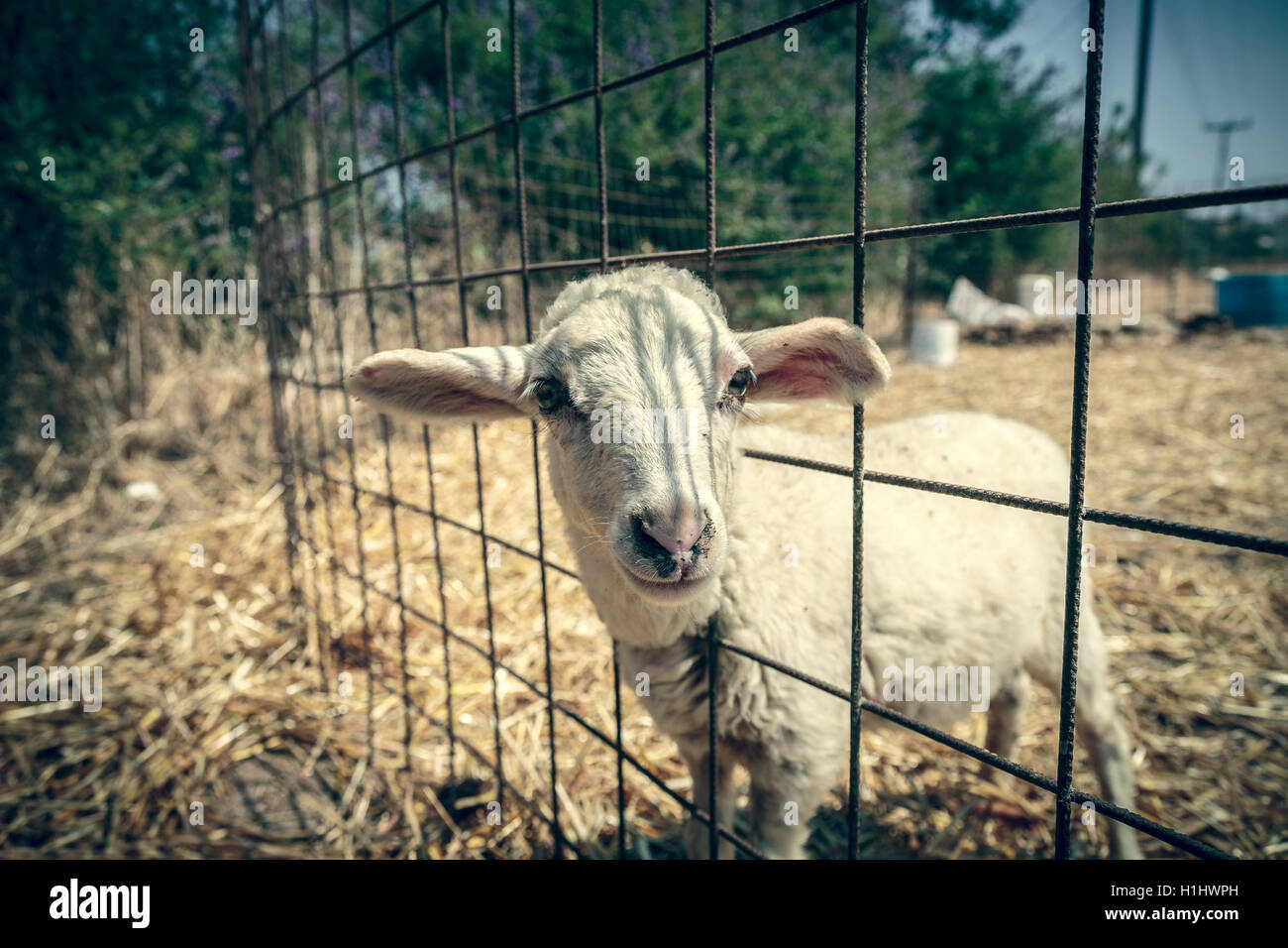 Carino agnello guardando attraverso una recinzione metallica Foto Stock